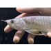 画像3: 紅尾金龍　FOREVER Arowana Aquaculture(11） (3)