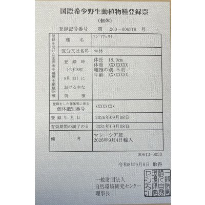 画像6: 紅尾金龍　FOREVER Arowana Aquaculture(12）
