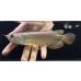 画像1: 紅尾金龍　FOREVER Arowana Aquaculture(9） (1)