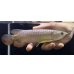 画像2: 紅尾金龍　FOREVER Arowana Aquaculture(9） (2)