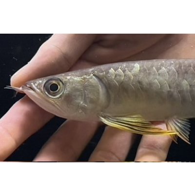 画像3: 紅尾金龍　FOREVER Arowana Aquaculture(6）