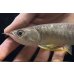 画像3: 紅尾金龍　FOREVER Arowana Aquaculture(6） (3)