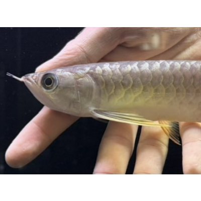 画像3: 紅尾金龍　FOREVER Arowana Aquaculture(9）
