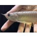 画像3: 紅尾金龍　FOREVER Arowana Aquaculture(9） (3)