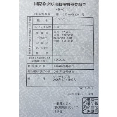 画像6: 紅尾金龍　FOREVER Arowana Aquaculture(6）