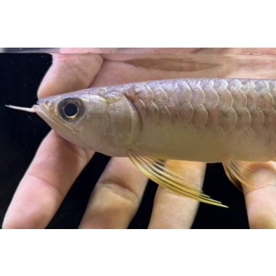 画像3: 紅尾金龍　FOREVER Arowana Aquaculture(5）