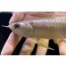 画像3: 紅尾金龍　FOREVER Arowana Aquaculture(5） (3)