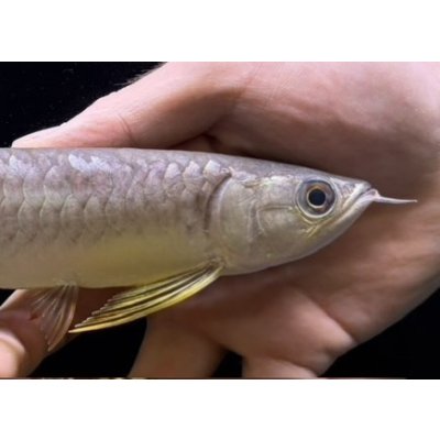 画像4: 紅尾金龍　FOREVER Arowana Aquaculture(3）