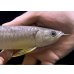 画像4: 紅尾金龍　FOREVER Arowana Aquaculture(3） (4)
