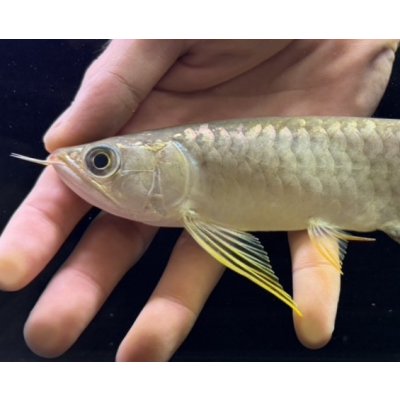 画像3: 紅尾金龍　FOREVER Arowana Aquaculture(12）