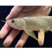 画像3: 紅尾金龍　FOREVER Arowana Aquaculture(12） (3)