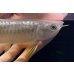 画像4: 紅尾金龍　FOREVER Arowana Aquaculture(1） (4)