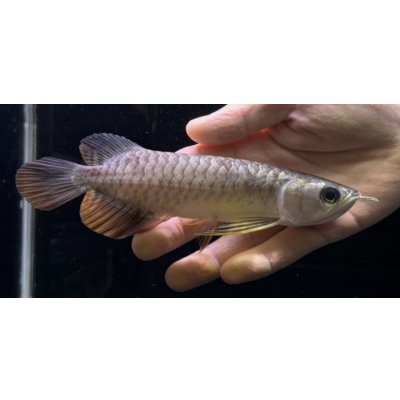 画像2: 紅尾金龍　FOREVER Arowana Aquaculture(10）