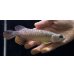 画像2: 紅尾金龍　FOREVER Arowana Aquaculture(10） (2)