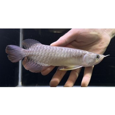 画像2: 紅尾金龍　FOREVER Arowana Aquaculture(11）
