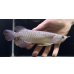 画像2: 紅尾金龍　FOREVER Arowana Aquaculture(11） (2)