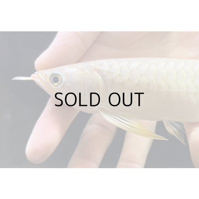 画像3: 紅尾金龍　FOREVER Arowana Aquaculture(15）