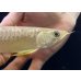 画像4: 紅尾金龍　FOREVER Arowana Aquaculture(12） (4)