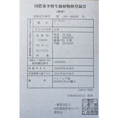 画像6: 紅尾金龍　FOREVER Arowana Aquaculture(3）