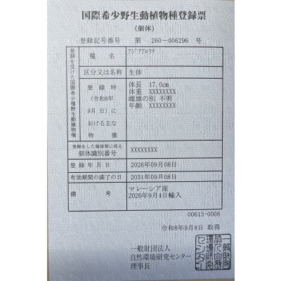 画像6: 紅尾金龍　FOREVER Arowana Aquaculture(2）