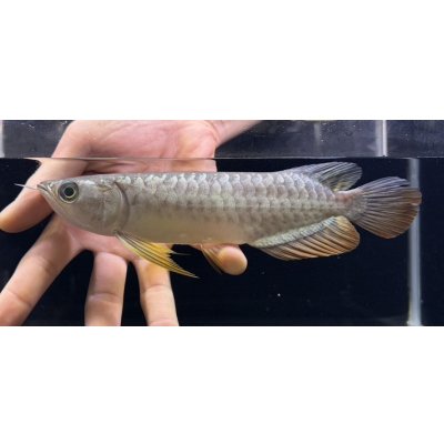 画像1: 紅尾金龍　FOREVER Arowana Aquaculture(1）