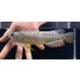 画像1: 紅尾金龍　FOREVER Arowana Aquaculture(1） (1)