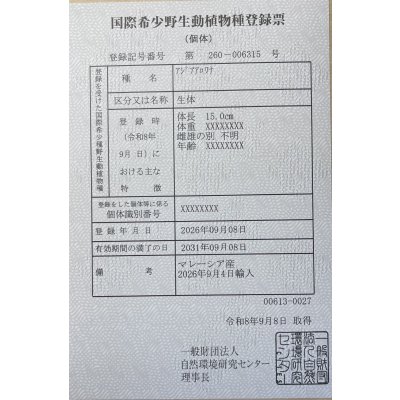画像6: 紅尾金龍　FOREVER Arowana Aquaculture(9）