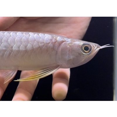 画像4: 紅尾金龍　FOREVER Arowana Aquaculture(7）