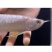 画像4: 紅尾金龍　FOREVER Arowana Aquaculture(7） (4)