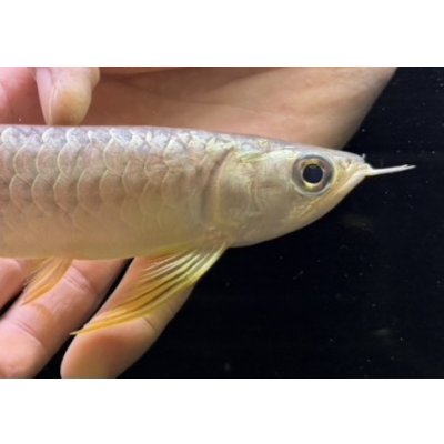 画像4: 紅尾金龍　FOREVER Arowana Aquaculture(5）