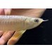 画像4: 紅尾金龍　FOREVER Arowana Aquaculture(5） (4)