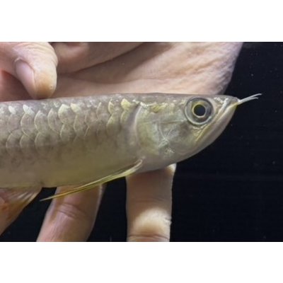 画像4: 紅尾金龍　FOREVER Arowana Aquaculture(6）