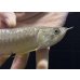 画像4: 紅尾金龍　FOREVER Arowana Aquaculture(6） (4)