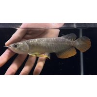 紅尾金龍　FOREVER Arowana Aquaculture(6）