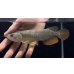 画像1: 紅尾金龍　FOREVER Arowana Aquaculture(6） (1)