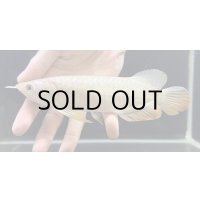 紅尾金龍　FOREVER Arowana Aquaculture(15）