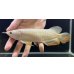 画像1: 紅尾金龍　FOREVER Arowana Aquaculture(15） (1)