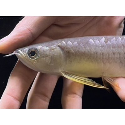 画像3: 紅尾金龍　FOREVER Arowana Aquaculture(3）