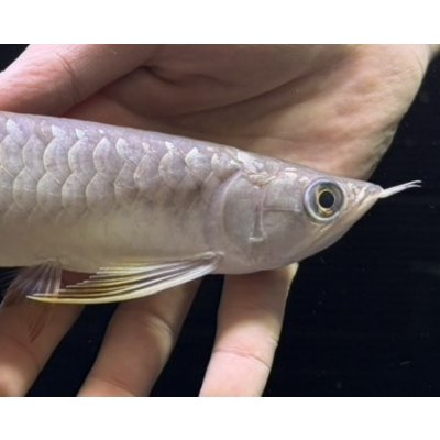 画像4: 紅尾金龍　FOREVER Arowana Aquaculture(11）