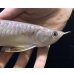 画像4: 紅尾金龍　FOREVER Arowana Aquaculture(11） (4)