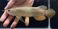 紅尾金龍　FOREVER Arowana Aquaculture(12）