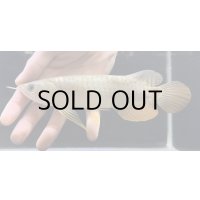 紅尾金龍　FOREVER Arowana Aquaculture(12）