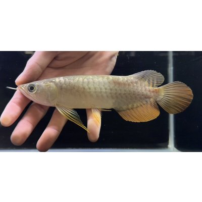 画像1: 紅尾金龍　FOREVER Arowana Aquaculture(12）