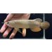 画像1: 紅尾金龍　FOREVER Arowana Aquaculture(12） (1)