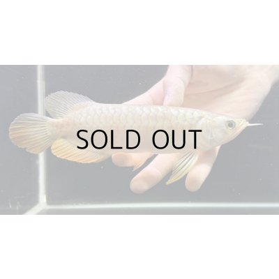 画像2: 紅尾金龍　FOREVER Arowana Aquaculture(15）