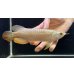 画像2: 紅尾金龍　FOREVER Arowana Aquaculture(15） (2)