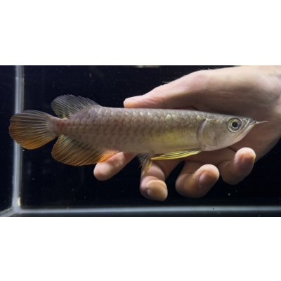 画像2: 紅尾金龍　FOREVER Arowana Aquaculture(6）