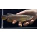 画像2: 紅尾金龍　FOREVER Arowana Aquaculture(6） (2)
