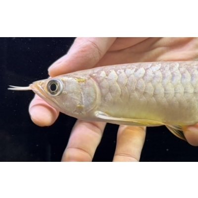 画像3: 紅尾金龍　FOREVER Arowana Aquaculture(8）