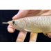 画像3: 紅尾金龍　FOREVER Arowana Aquaculture(8） (3)